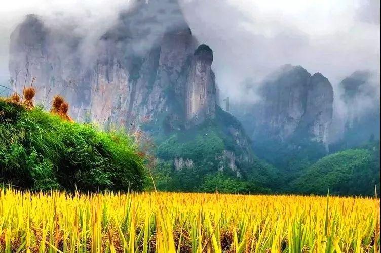 猴头菇没什么味道？